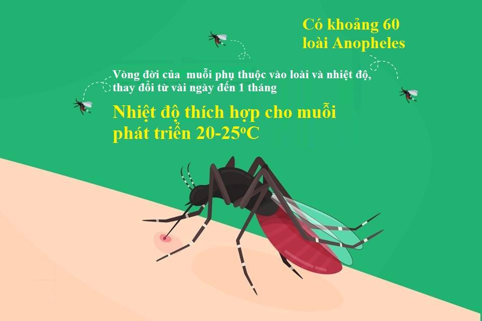 vòng đời phát tiển của muỗi