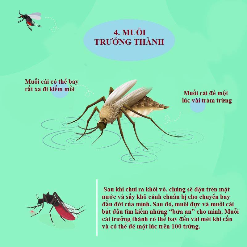 muỗi trưởng thành